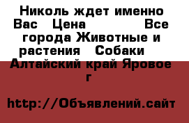 Николь ждет именно Вас › Цена ­ 25 000 - Все города Животные и растения » Собаки   . Алтайский край,Яровое г.